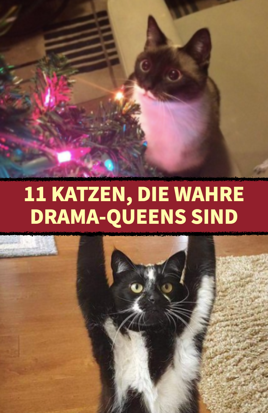 11 Drama-Katzen sind mit der Gesamtsituation unzufrieden