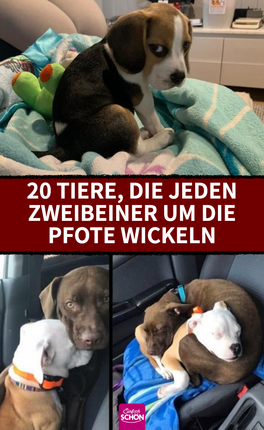 Leben mit Tieren: 20 niedliche Tiere, die dich aufmuntern