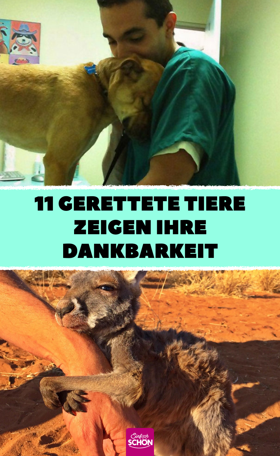 11 süße Tierbilder von Tieren und ihren Rettern