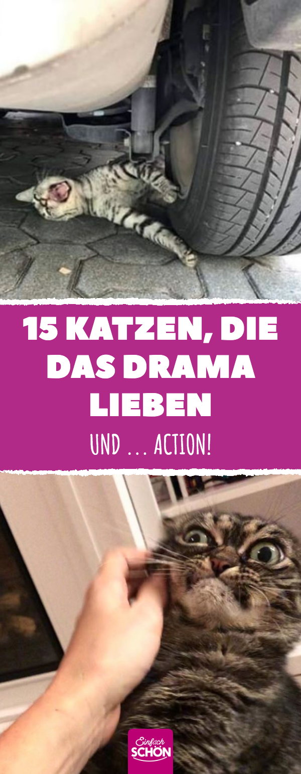 15 lustige Bilder von Drama-Katzen