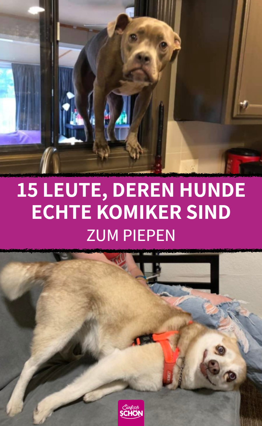 Lustige Hundebilder von verwirrten Hundehaltern