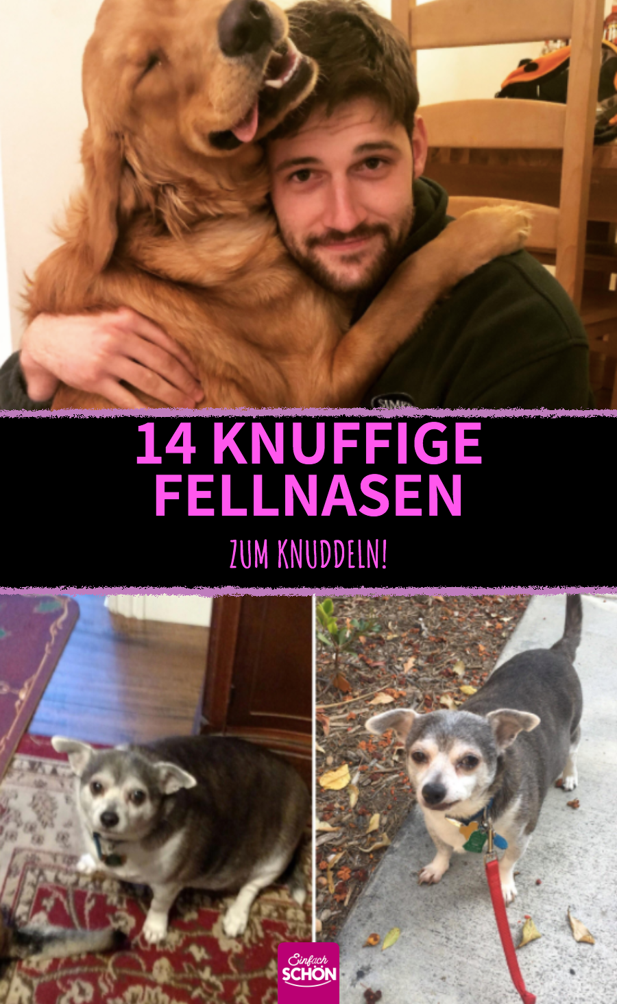 15 niedliche Hundebilder fürs Herz