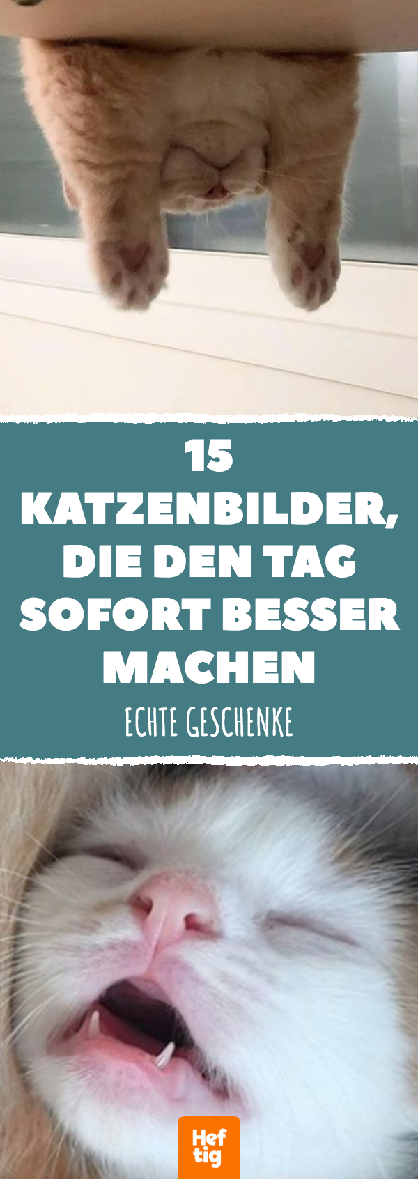 Katzenbilder, die jeden Tag ein bisschen besser machen