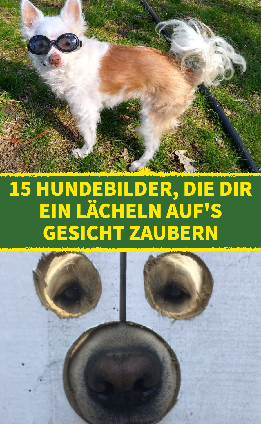 15 Bilder von Hunden, die mehr als lustig sind