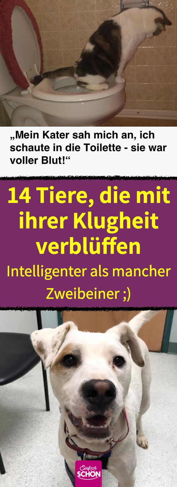 Intelligenz bei Tieren: 13 Tiere, die Besitzer überraschten