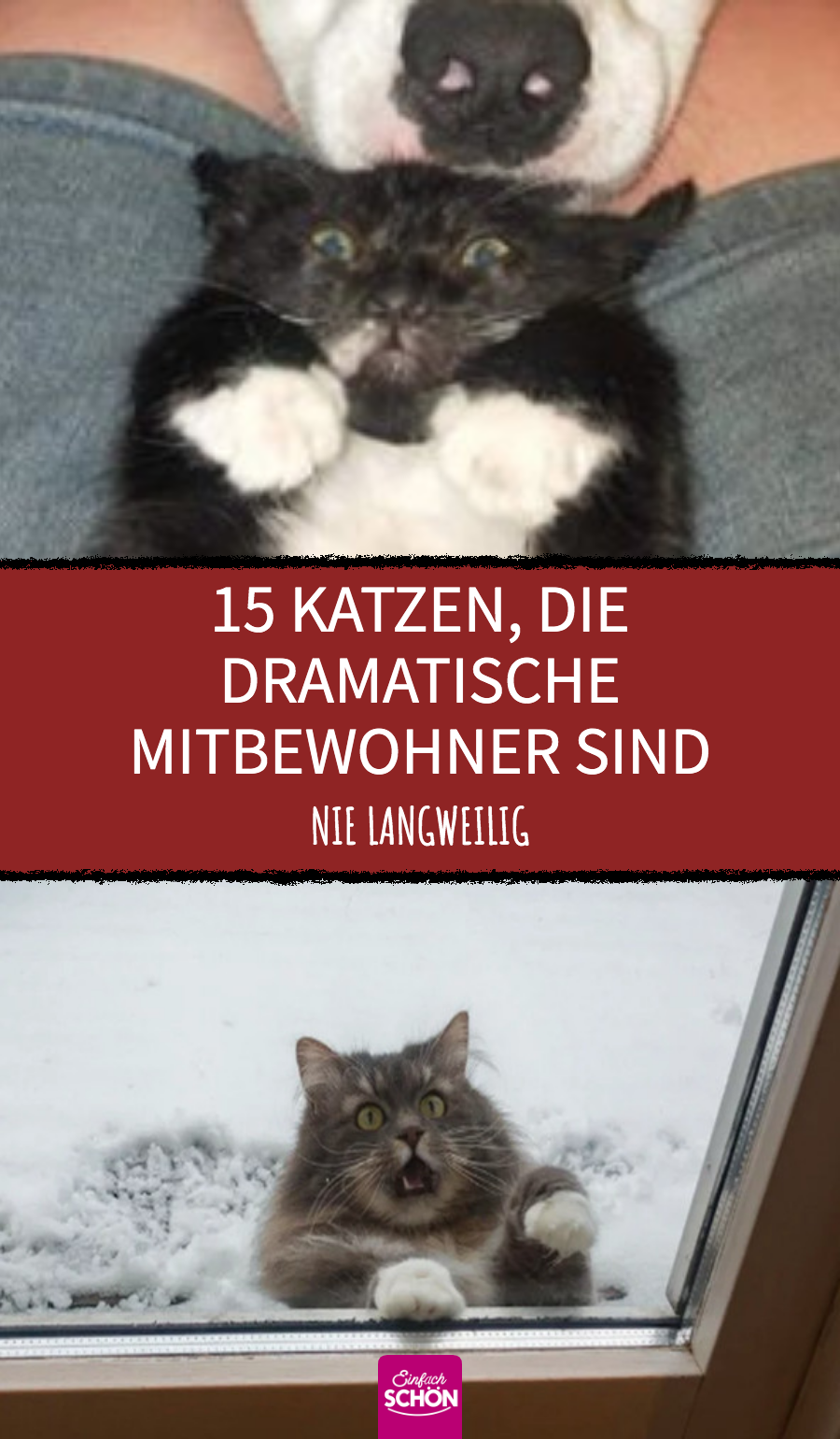 15 lustige Bilder von Drama-Katzen