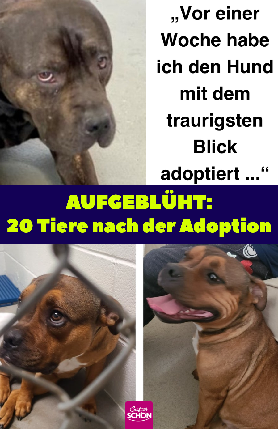 Nach Adoption: 20 niedliche Bilder von Hunden und Katzen