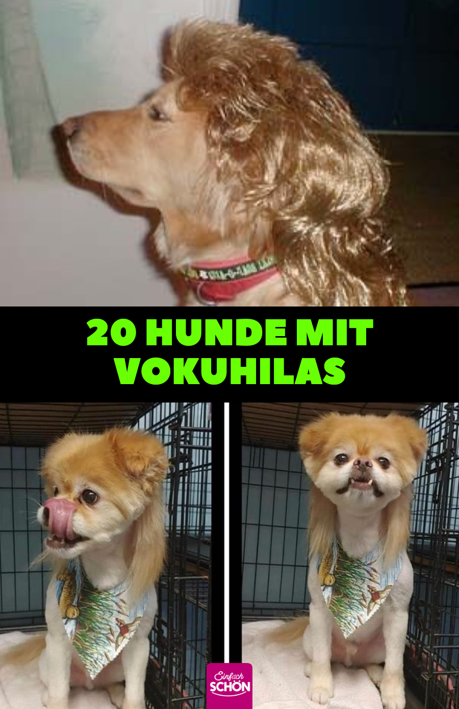 Lustige Bilder: 20 Hunde mit Vokuhila