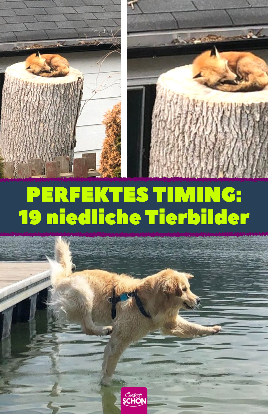Perfektes Timing: 19 niedliche Tierbilder