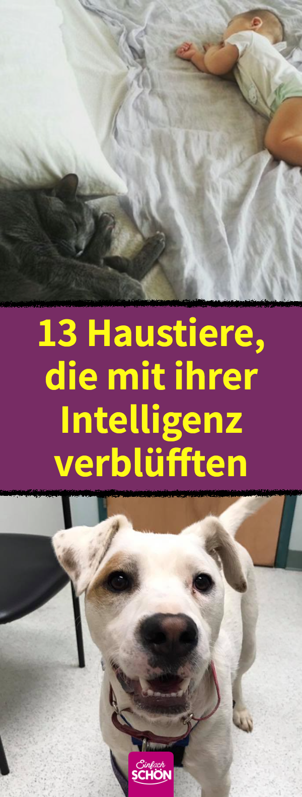 Intelligenz bei Tieren: 13 Tiere, die Besitzer überraschten