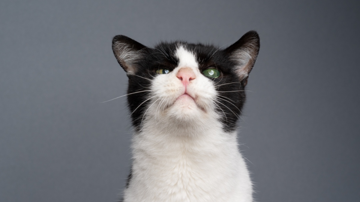 Eine Katze.