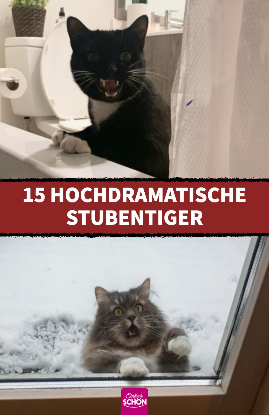 15 lustige Bilder von Drama-Katzen