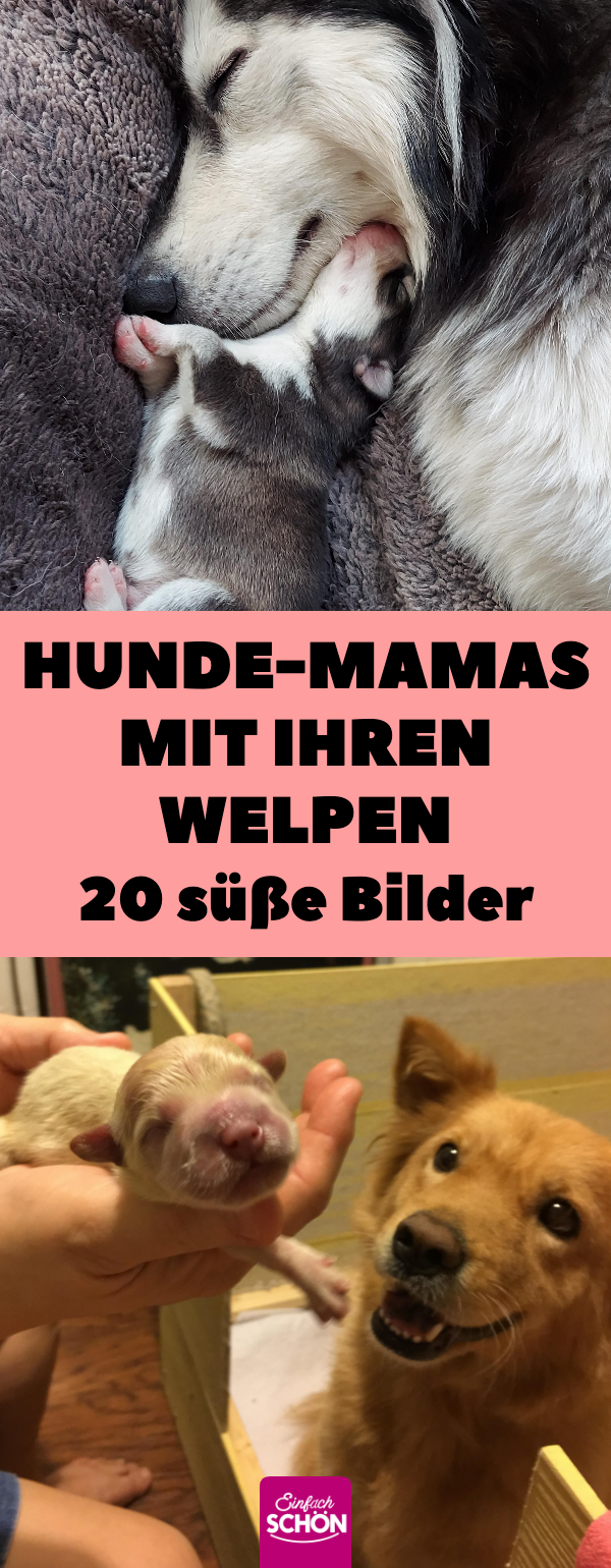 20 niedliche Bilder von Hunde-Mamas mit ihren Welpen
