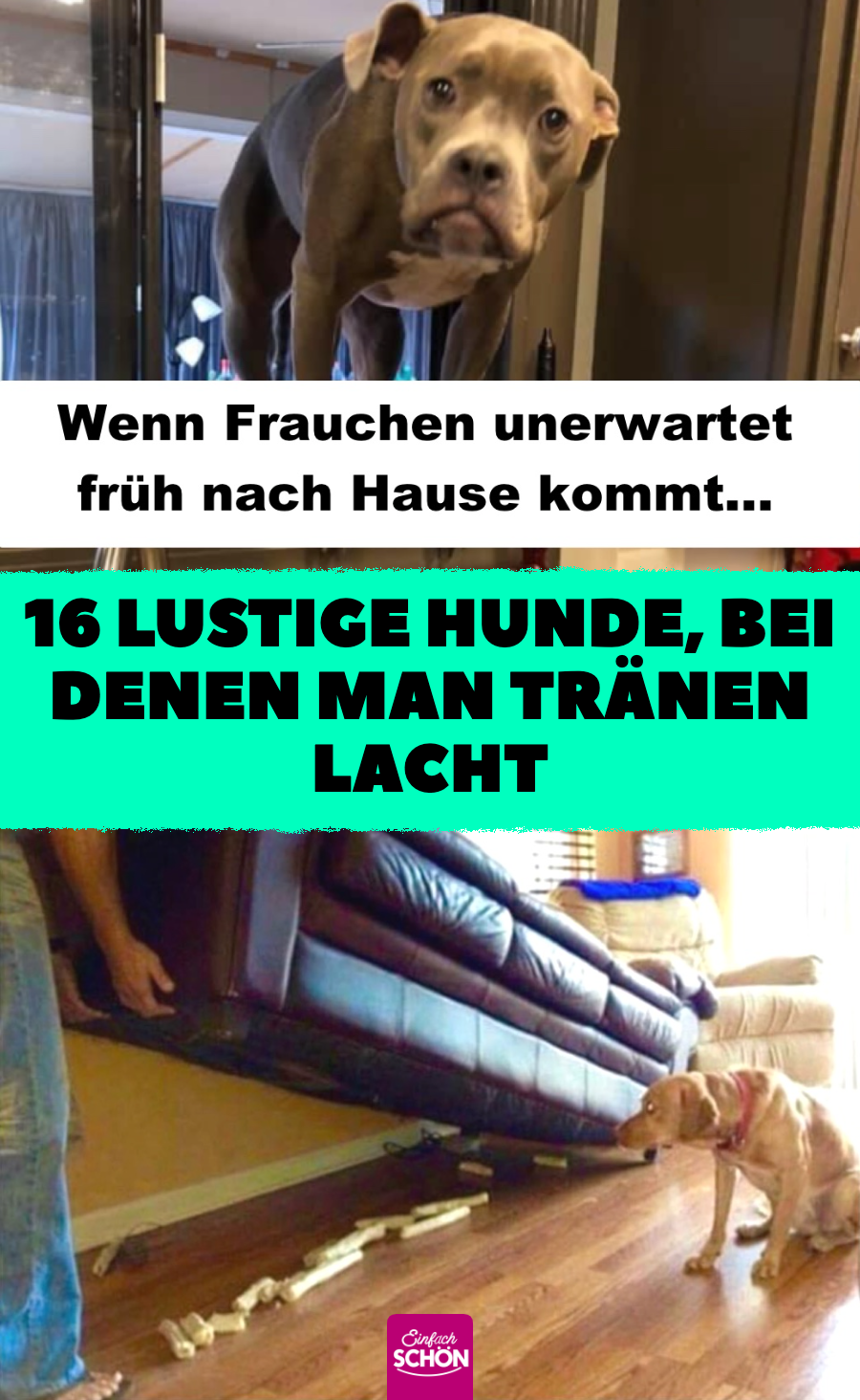 Lustige Hundebilder: 16 Besitzer lachen über ihre Hunde