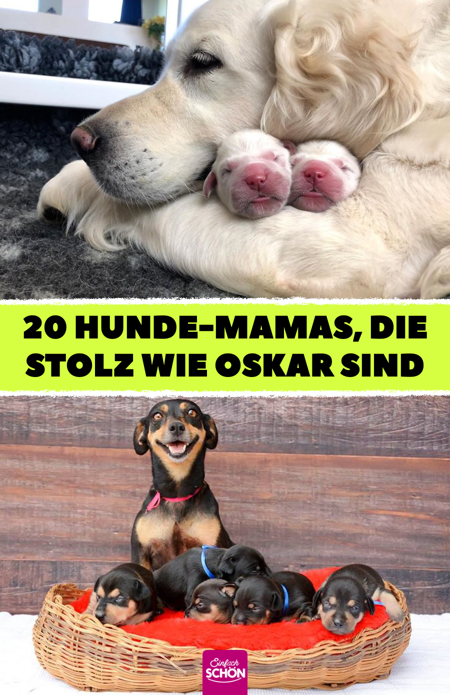 20 niedliche Bilder von Hunde-Mamas mit ihren Welpen