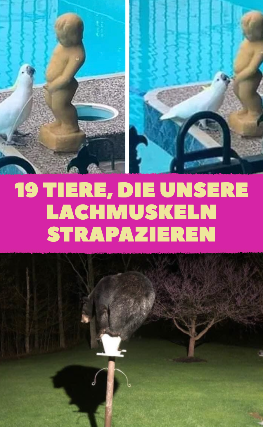 Lustige Tierfotos, bei denen man vor Lachen vom Stuhl fällt