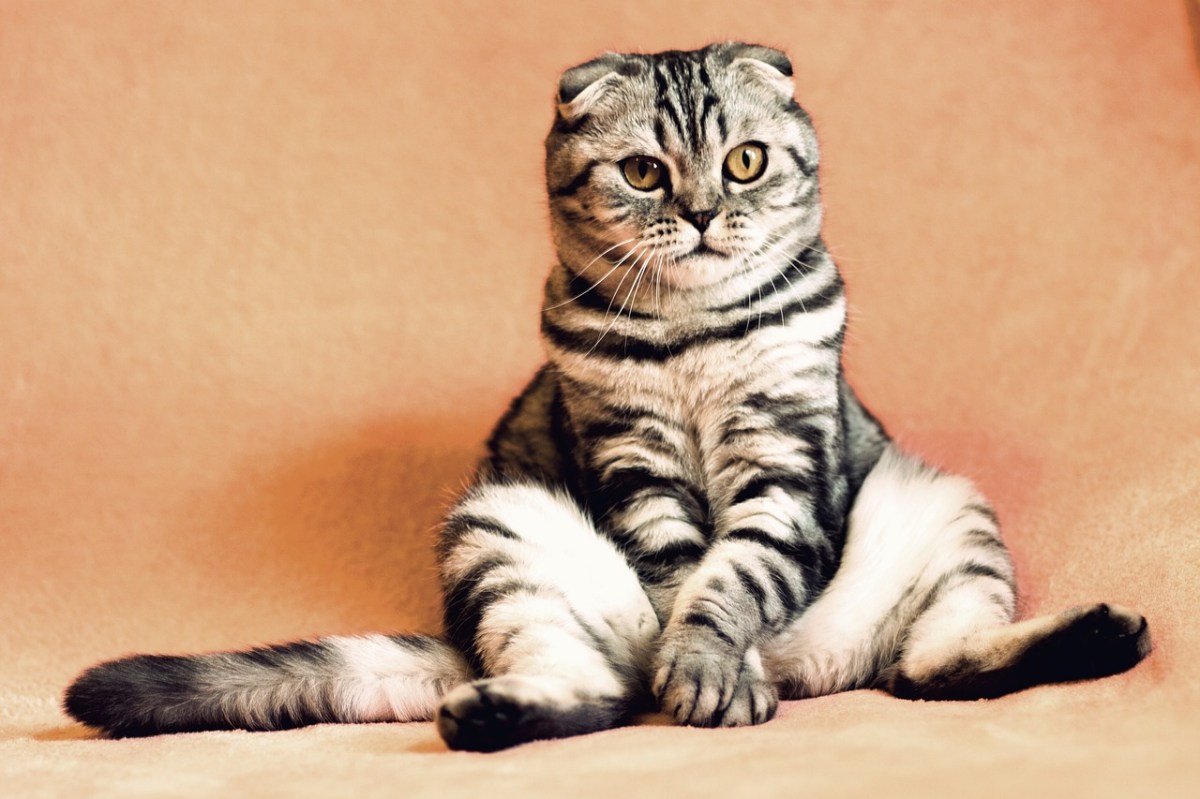 Eine Katze sitzt auf ihrem Hintern vor einem roten Hintergrund.