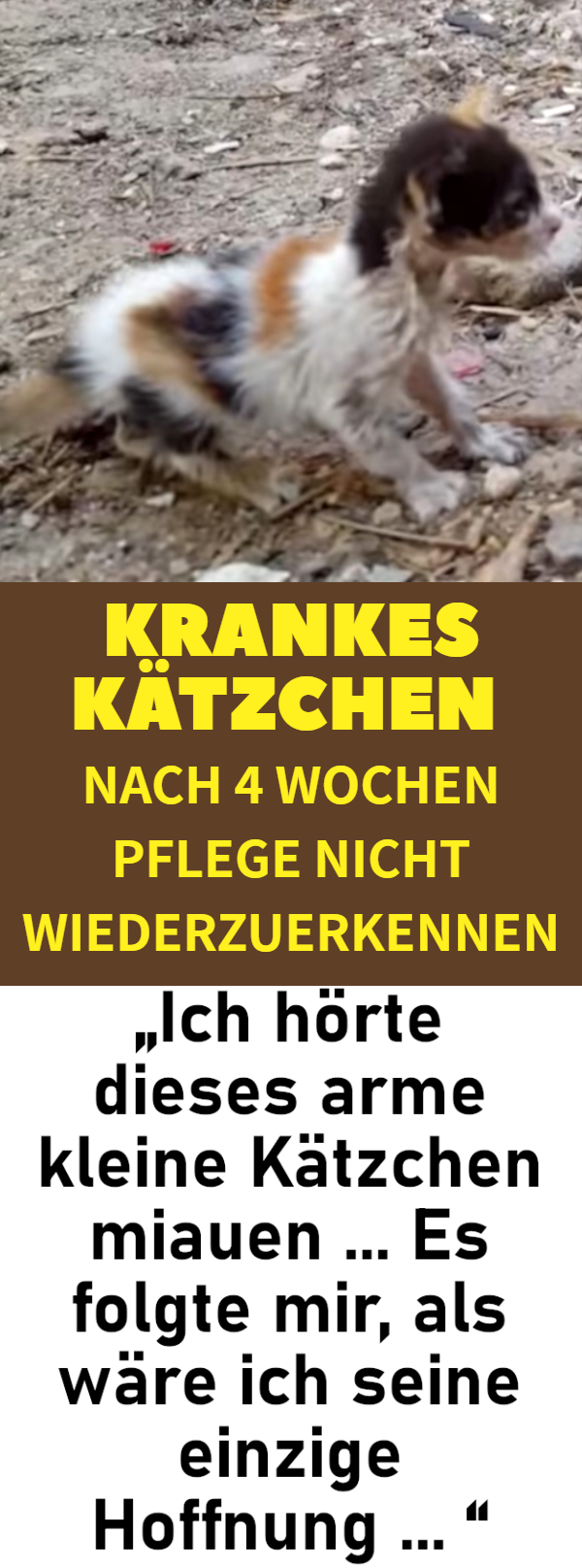 Krankes Kätzchen nach 4 Wochen Pflege nicht wiederzuerkennen