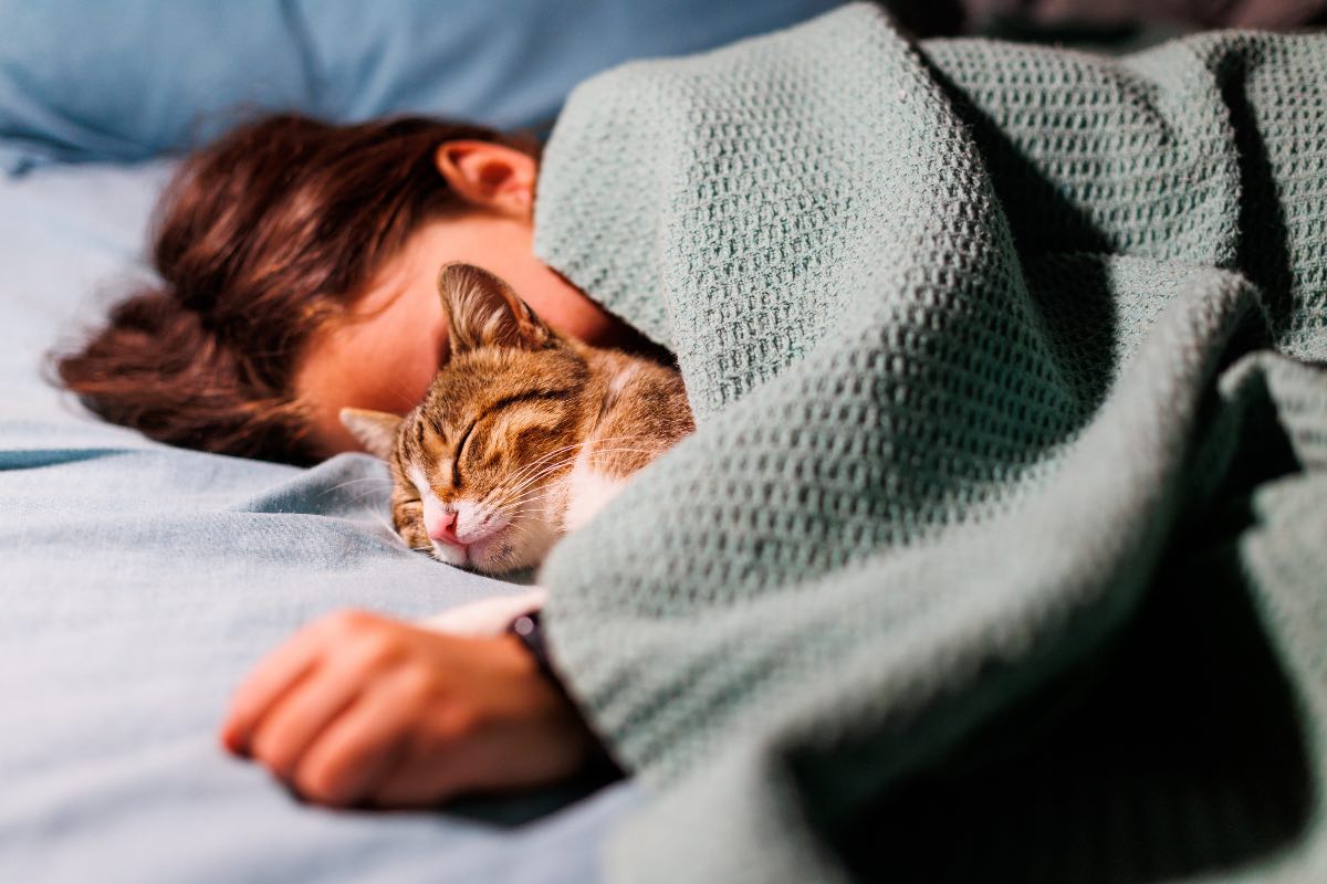Eine Katze schläft neben einem Jungen unter einer Decke.