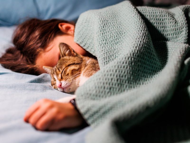 Eine Katze schläft neben einem Jungen unter einer Decke.