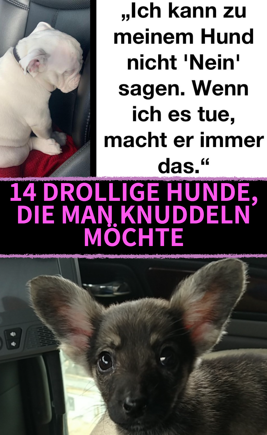 15 niedliche Hundebilder fürs Herz