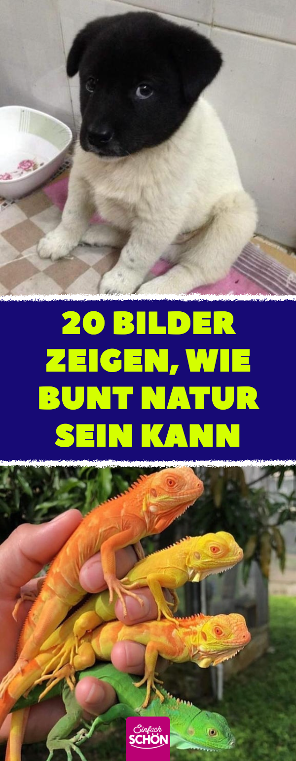 So bunt ist die Natur: 20 Naturfotos und Tierbilder