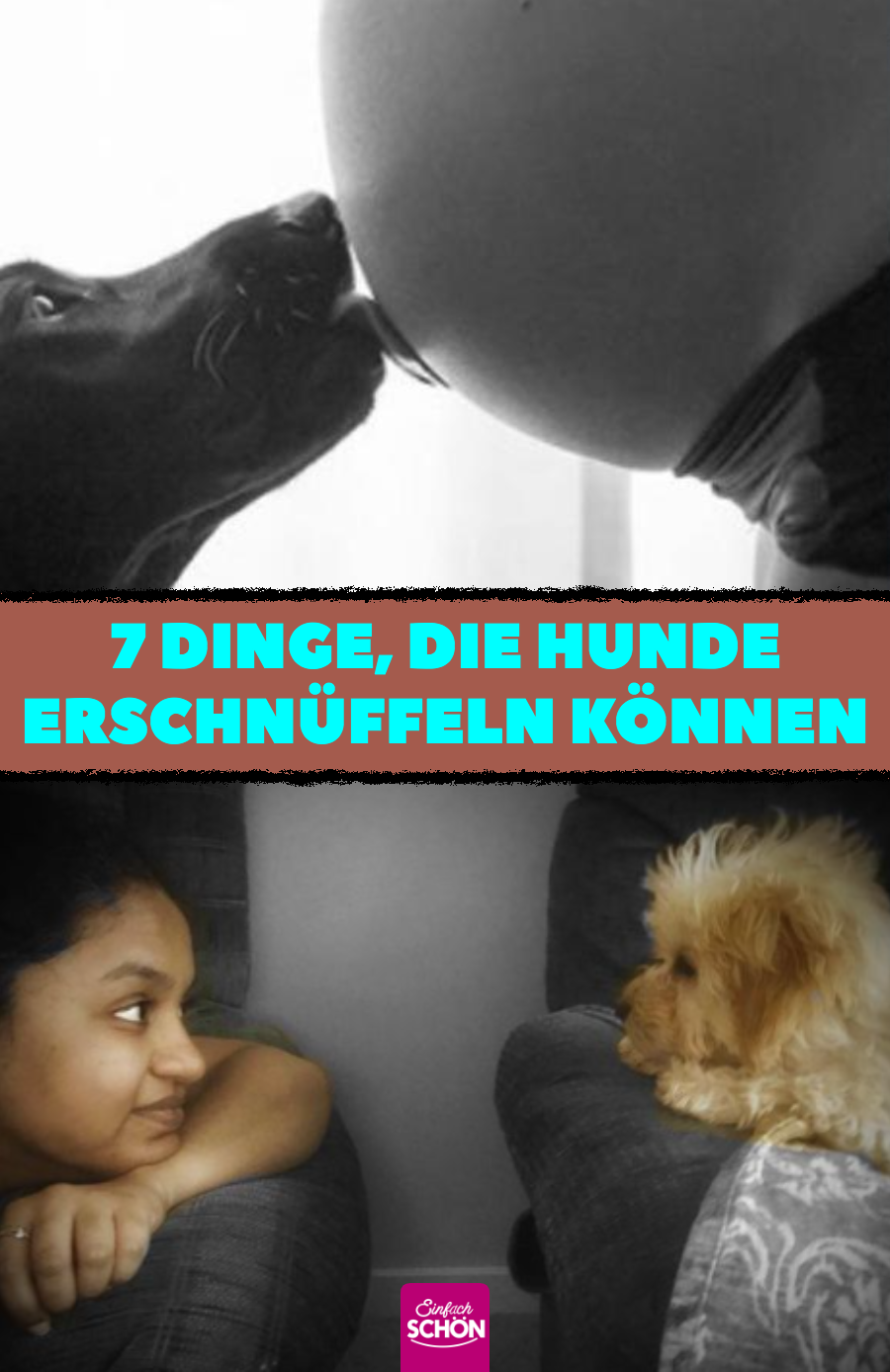 7 unerwartete Dinge, die Hunde riechen können