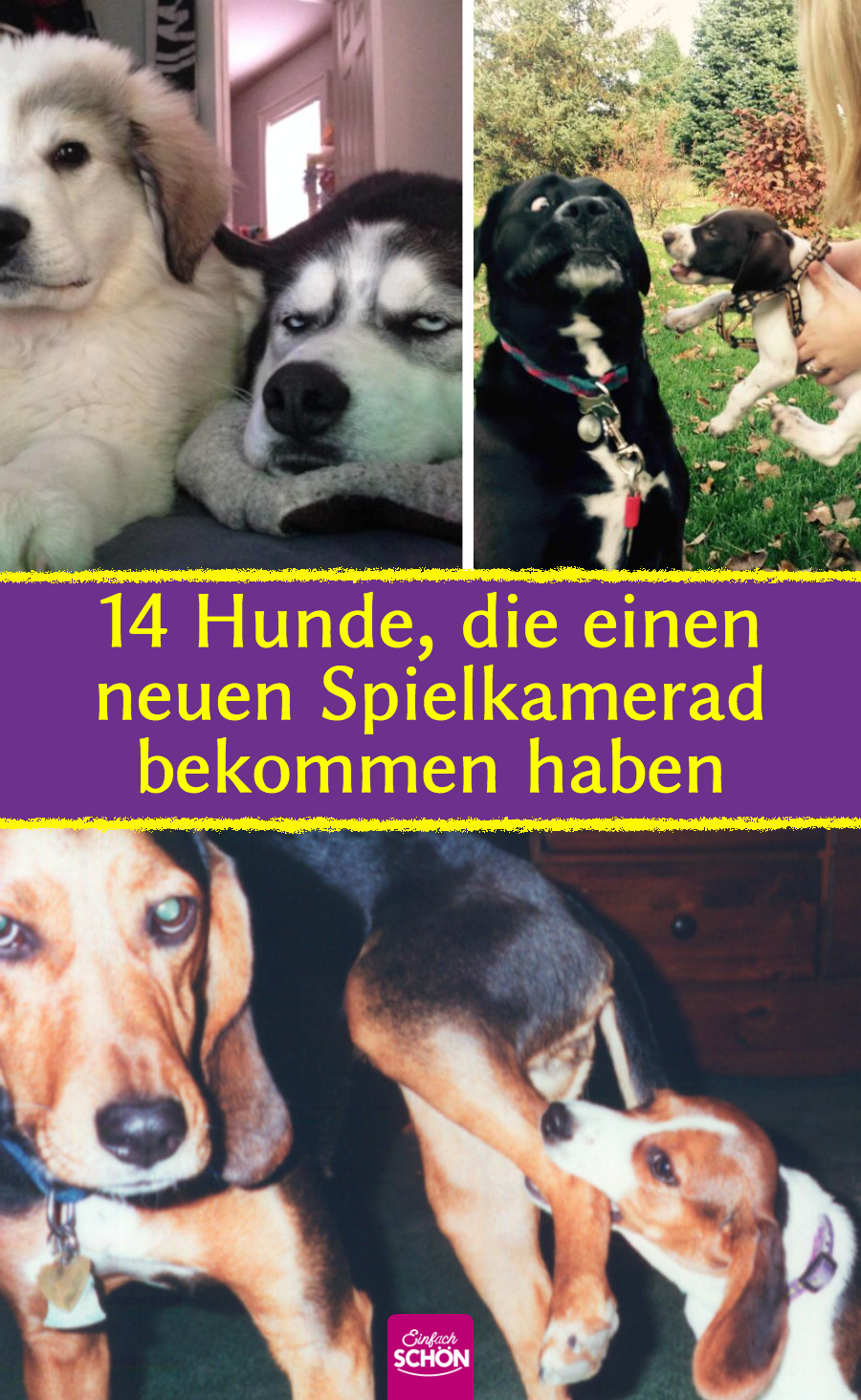 Lustige Bilder: Hunde sind vom neuen Welpen genervt