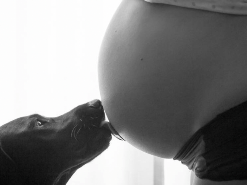 hund leckt babybauch