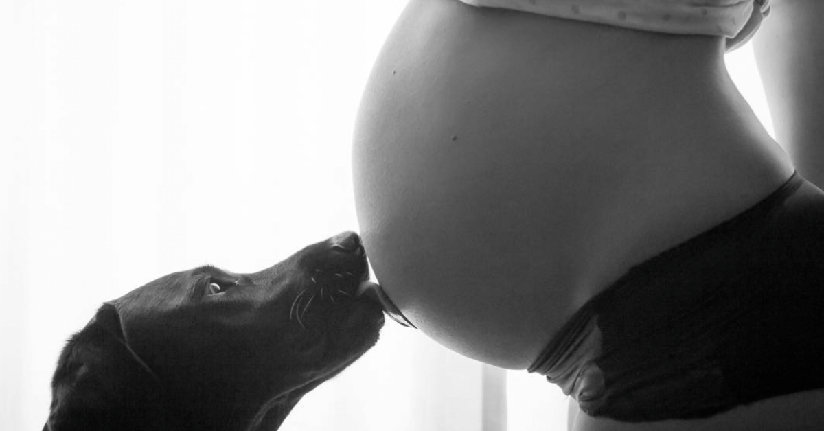 hund leckt babybauch