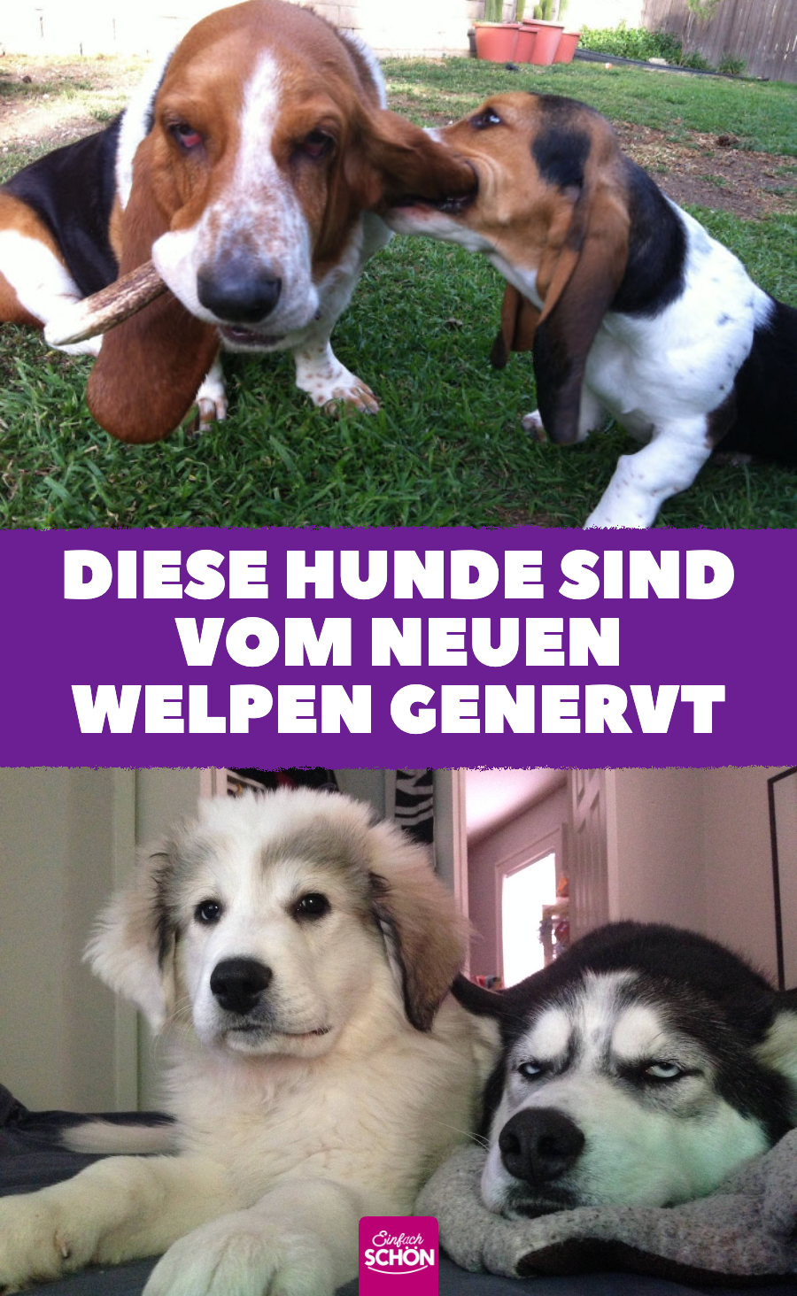 Lustige Bilder: Hunde sind vom neuen Welpen genervt