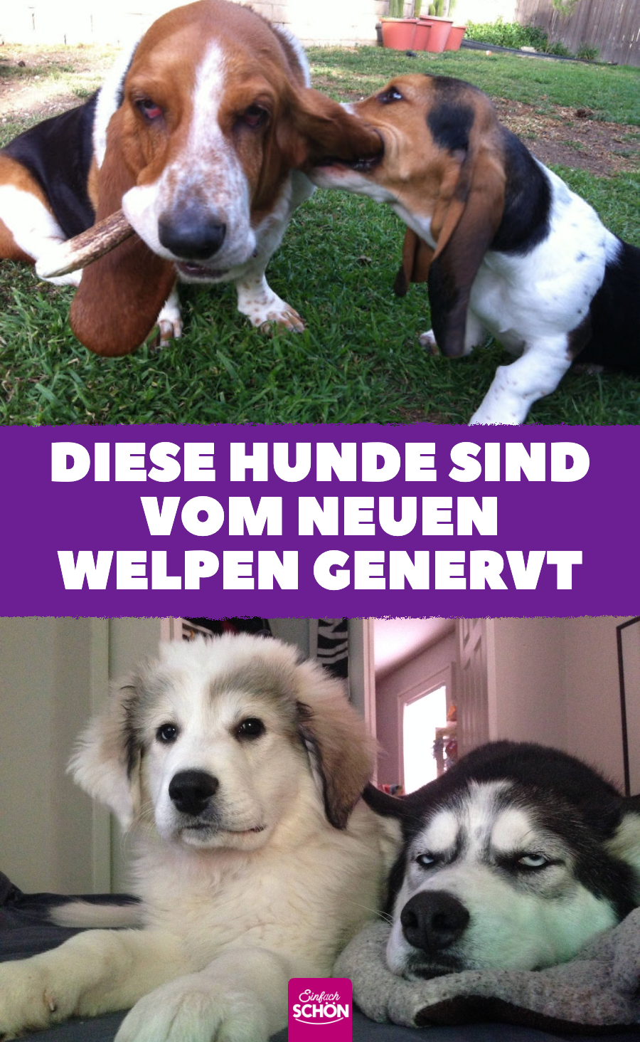 15 Hunde, die nicht begeistert von dem neuen Welpen sind