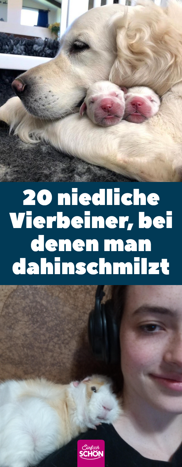 Leben mit Tieren: 20 niedliche Tiere, die dich aufmuntern