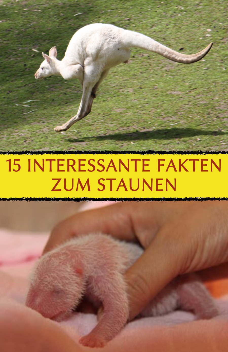 Allgemeinwissen: 15 interessante Fakten zum Staunen