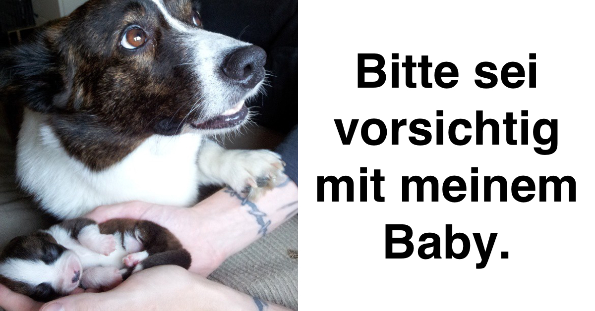 15 Fotos, wie Hund und Katze ihre Liebe zum Ausdruck bringen Einfach