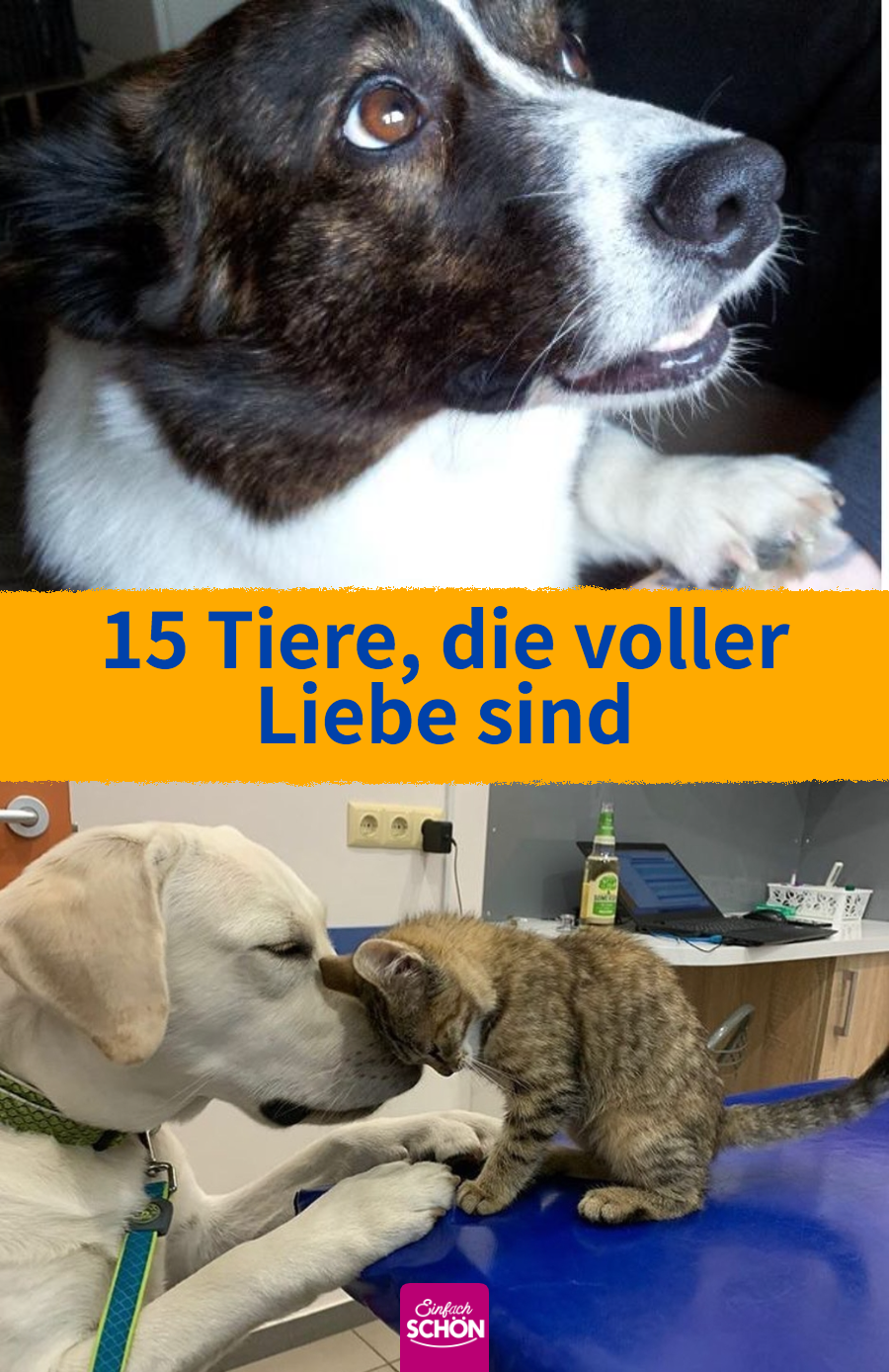 15 Fotos, wie Hund und Katze ihre Liebe zum Ausdruck bringen