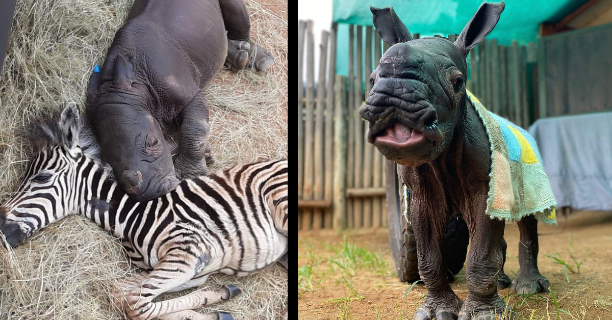 daisy-modjadji-zebra-fohlen-nashorn-tbn