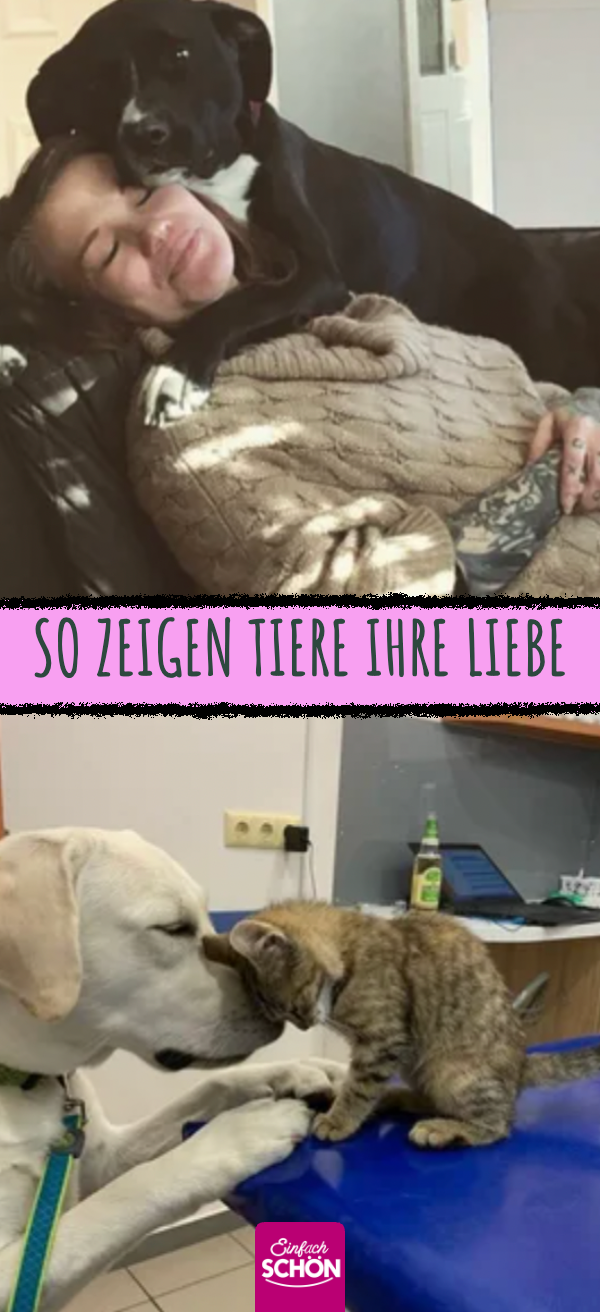 15 Fotos, wie Hund und Katze ihre Liebe zum Ausdruck bringen