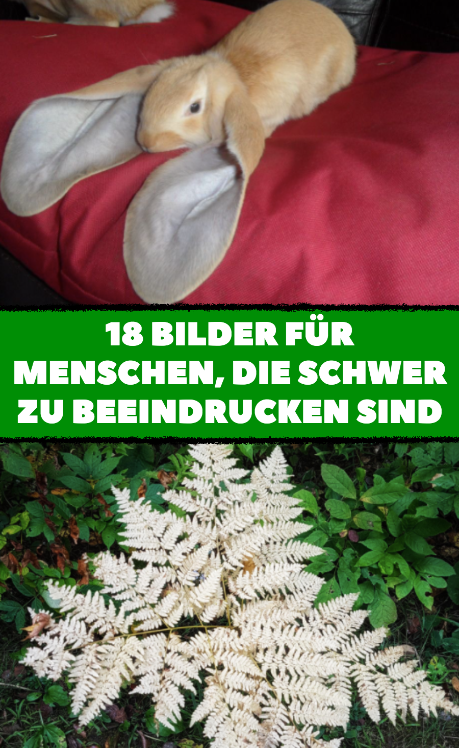 18 Bilder für Menschen, die schwer zu beeindrucken sind