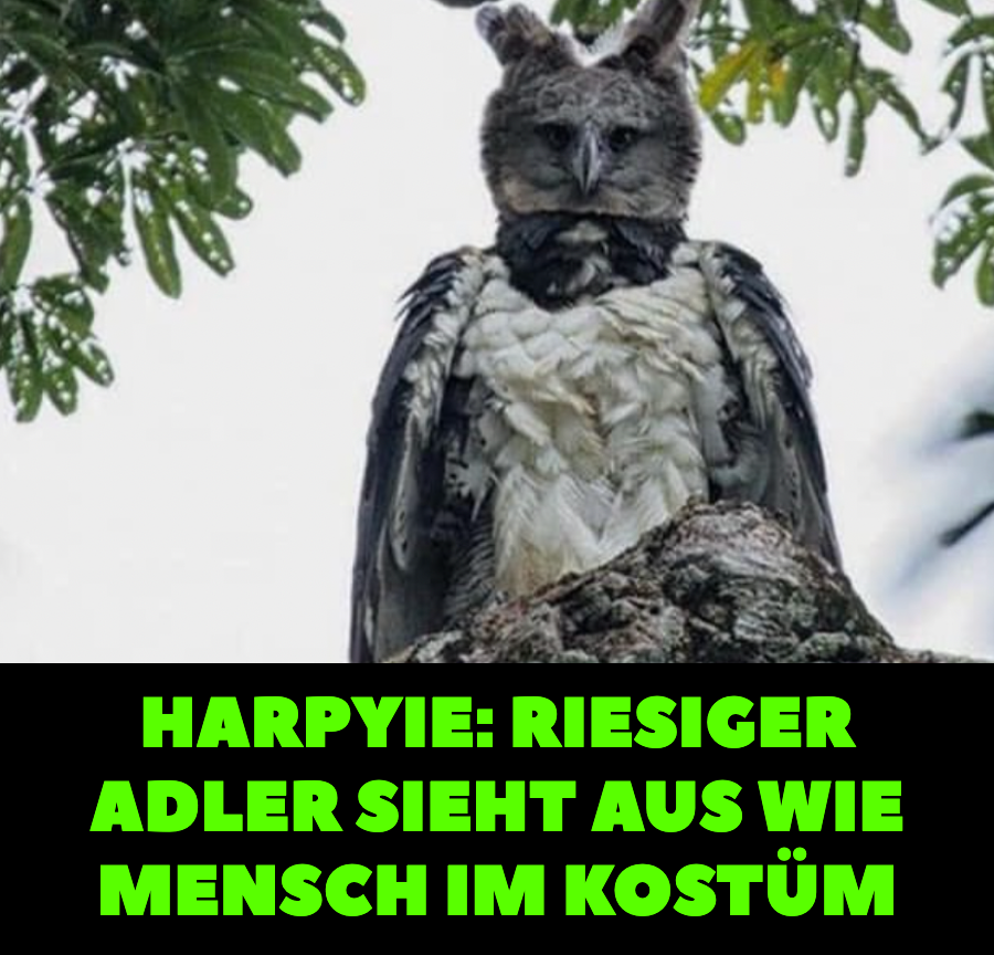 Harpye: Riesiger Adler sieht aus wie Mensch im Kostüm