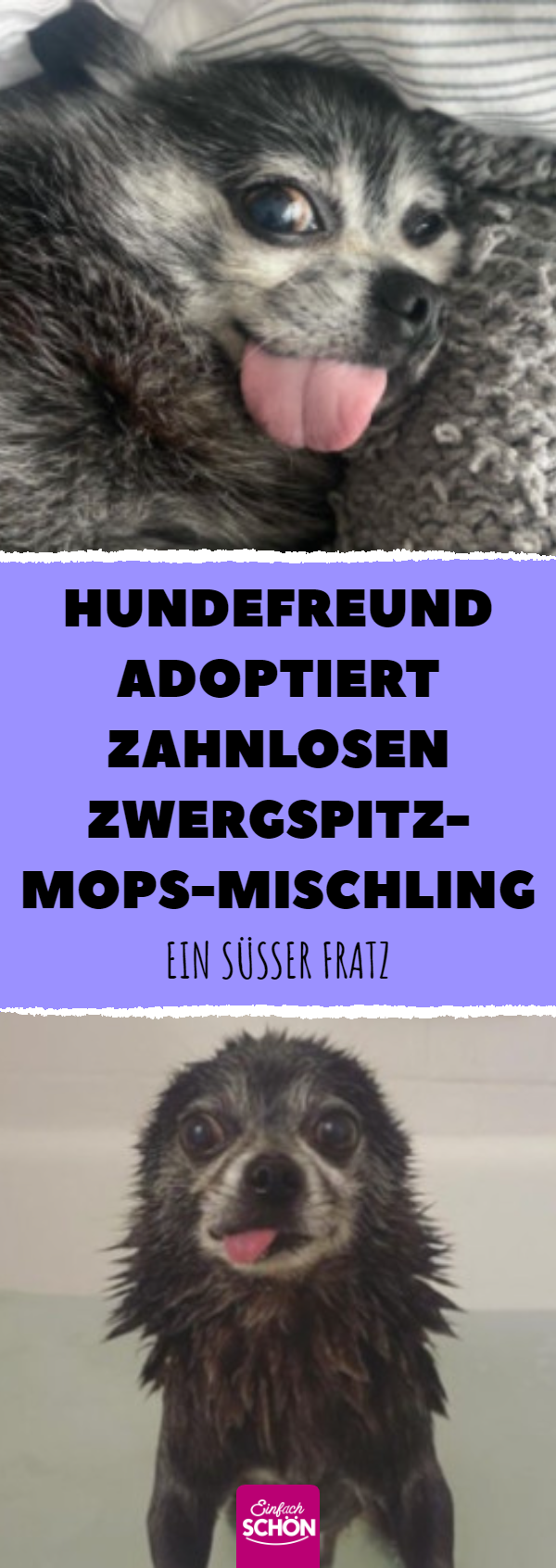 Hundefreund adoptiert zahnlosen Zwergspitz-Mops-Mischling