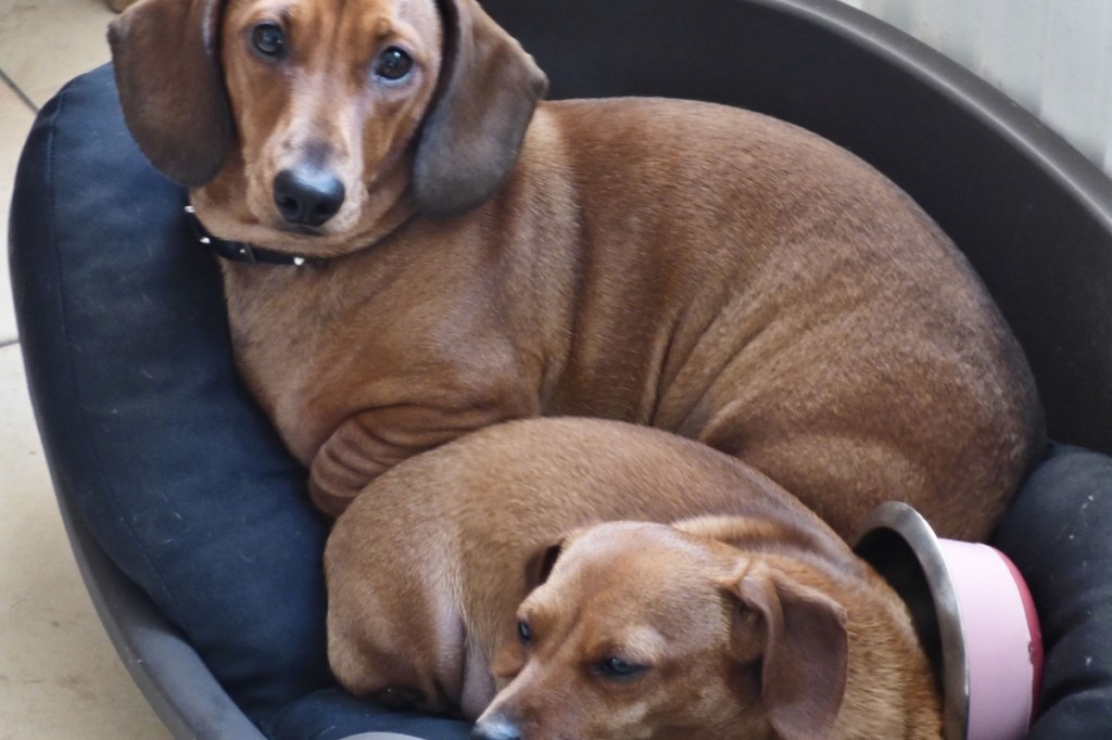 Zwei Hunde liegen in einem Hundekorb.