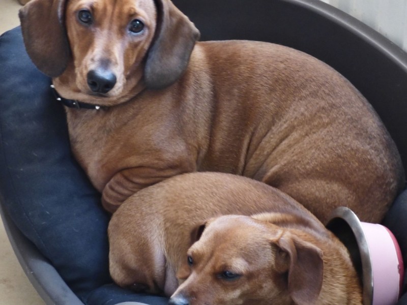 Zwei Hunde liegen in einem Hundekorb.