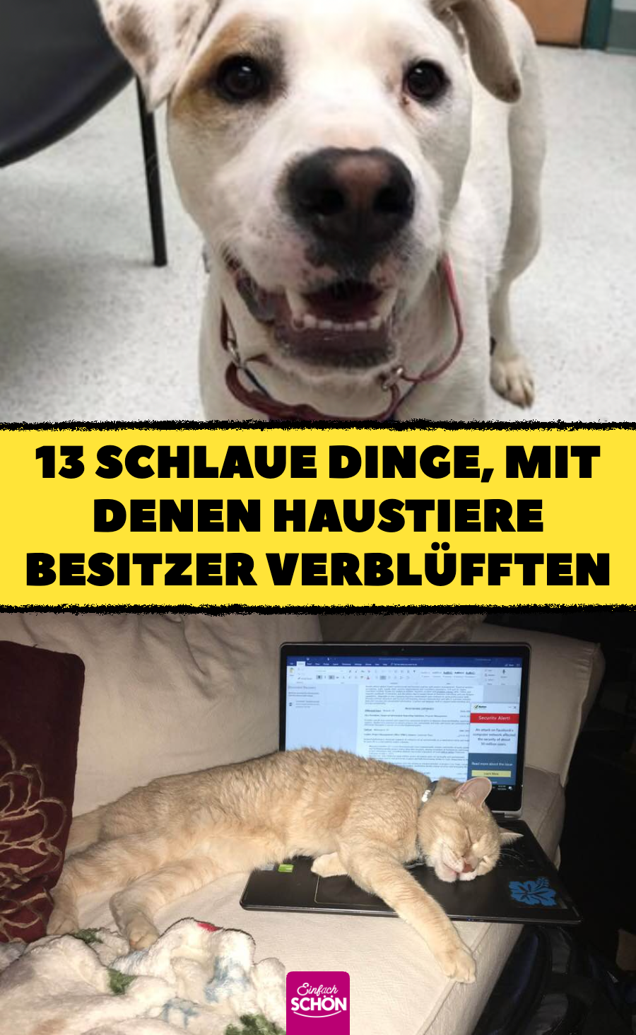 Intelligenz bei Tieren: 13 Tiere, die Besitzer überraschten