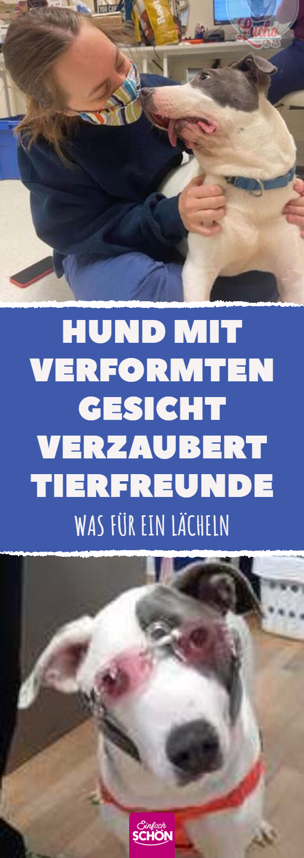 Hund mit verformten Gesicht verzaubert Tierfreunde