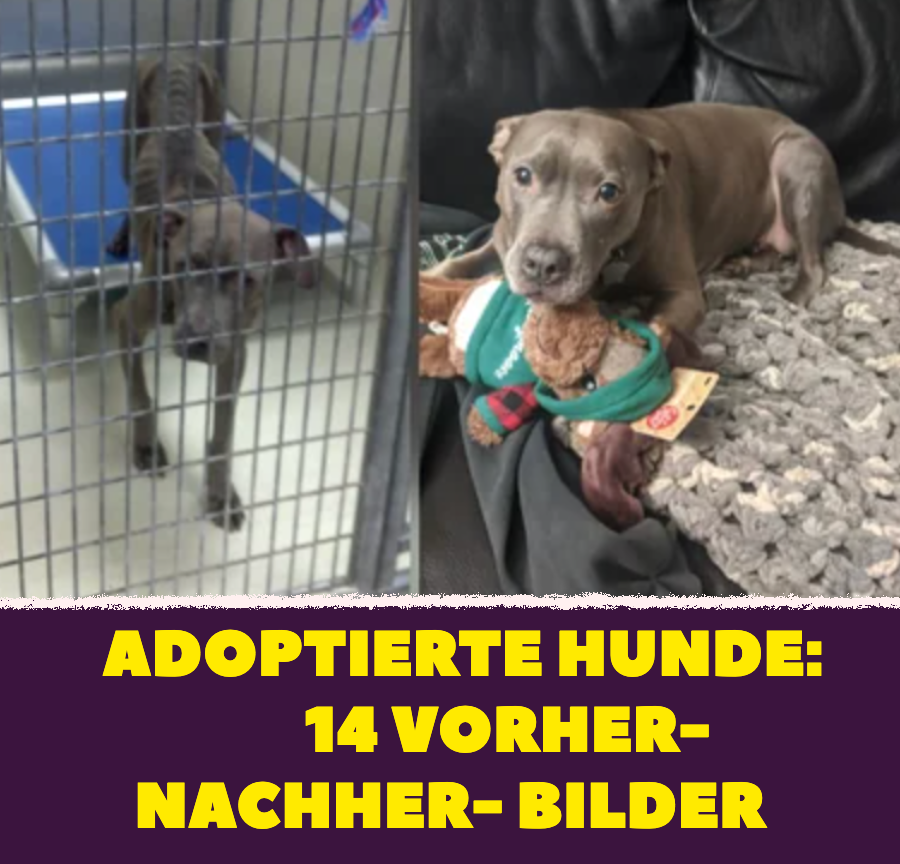 Adoptierte Hunde: 14 Vorher-nachher-Bilder