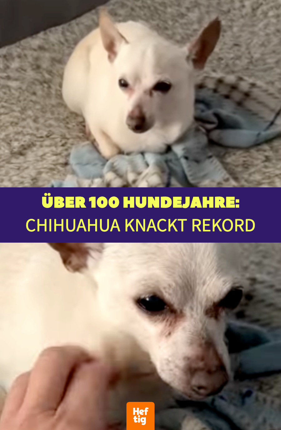 Florida: Chihuahua Toby wird ältester Hund der Welt