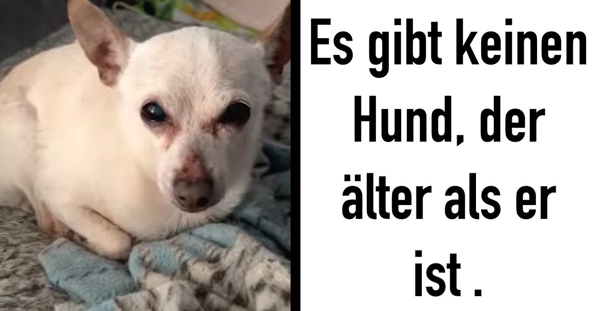 chihuahua-toby-aeltester-hund-welt-rekord-florida-tbn