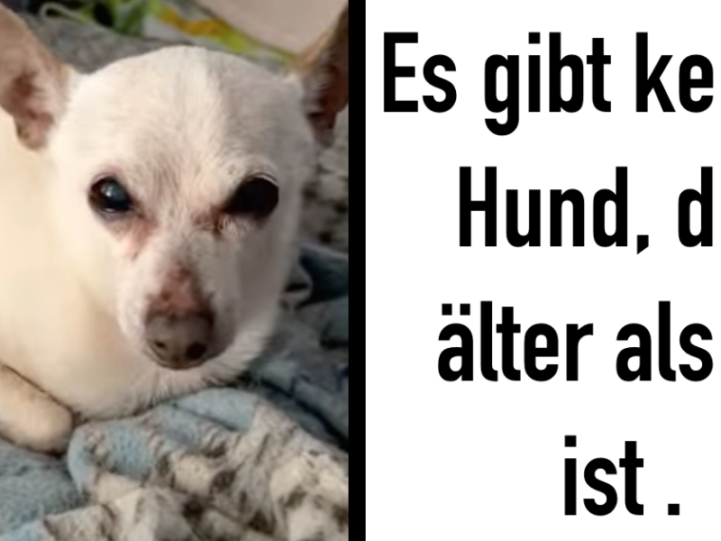 chihuahua-toby-aeltester-hund-welt-rekord-florida-tbn