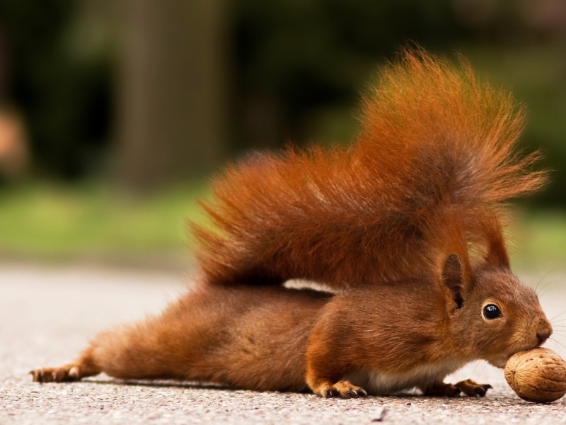 Ein Eichhörnchen packt eine Walnuss mit den Zähnen
